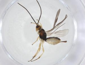  (Bracon Malaise3072 - CBG-A10724-C03)  @11 [ ] CreativeCommons - Attribution Share - Alike (2023) Centre for Biodiversity Genomics Centre for Biodiversity Genomics