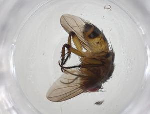  (Siphona Malaise6713 - CBG-A10748-B01)  @11 [ ] CreativeCommons - Attribution Share - Alike (2023) Centre for Biodiversity Genomics Centre for Biodiversity Genomics