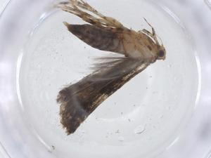  ( - CBG-A10756-D03)  @11 [ ] CreativeCommons - Attribution Share - Alike (2023) Centre for Biodiversity Genomics Centre for Biodiversity Genomics