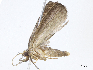  (depMalaise01 Malaise9874 - CBG-A10813-E08)  @11 [ ] CreativeCommons - Attribution Share - Alike (2023) CBG Photography Group Centre for Biodiversity Genomics