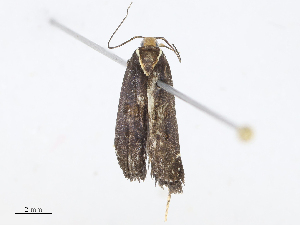  ( - CBG-A10813-F08)  @11 [ ] CreativeCommons - Attribution Share - Alike (2023) CBG Photography Group Centre for Biodiversity Genomics