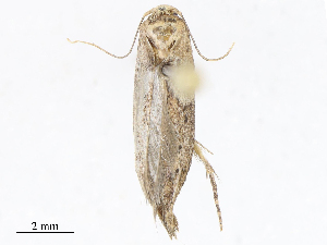  (Hypatopa malaise0232 - CBG-A10815-B07)  @11 [ ] CreativeCommons - Attribution Share - Alike (2023) CBG Photography Group Centre for Biodiversity Genomics