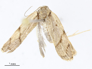  ( - CBG-A10815-B12)  @11 [ ] CreativeCommons - Attribution Share - Alike (2023) CBG Photography Group Centre for Biodiversity Genomics
