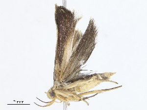  ( - CBG-A10815-C02)  @11 [ ] CreativeCommons - Attribution Share - Alike (2023) CBG Photography Group Centre for Biodiversity Genomics