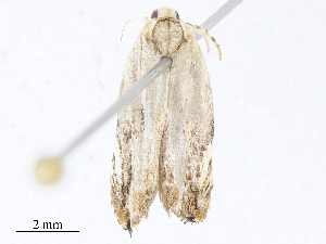  ( - CBG-A10815-D11)  @11 [ ] CreativeCommons - Attribution Share - Alike (2023) CBG Photography Group Centre for Biodiversity Genomics