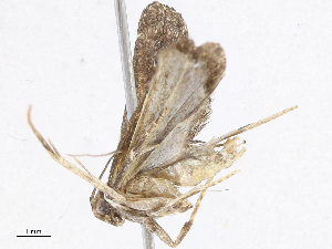  ( - CBG-A10815-G06)  @11 [ ] CreativeCommons - Attribution Share - Alike (2023) CBG Photography Group Centre for Biodiversity Genomics