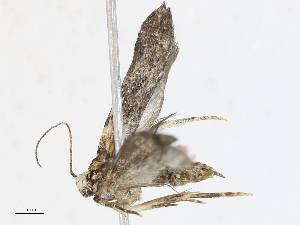  (Chionodes Malaise0593 - CBG-A10816-A01)  @11 [ ] CreativeCommons - Attribution Share - Alike (2023) CBG Photography Group Centre for Biodiversity Genomics