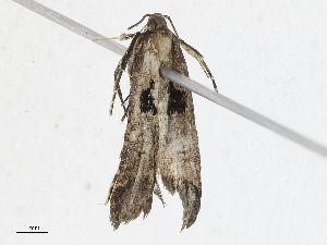  (Dichomeris Janzen5985 - CBG-A10816-A02)  @11 [ ] CreativeCommons - Attribution Share - Alike (2023) CBG Photography Group Centre for Biodiversity Genomics