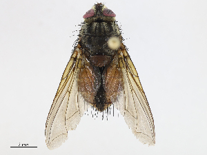  (Ptilodexia Malaise1813 - CBG-A10816-F05)  @11 [ ] CreativeCommons - Attribution Share - Alike (2023) CBG Photography Group Centre for Biodiversity Genomics
