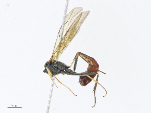  ( - CBG-A10818-C12)  @11 [ ] CreativeCommons - Attribution Share - Alike (2023) CBG Photography Group Centre for Biodiversity Genomics