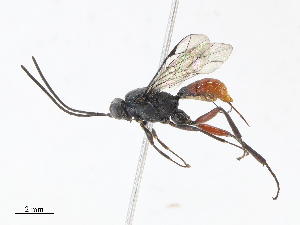  ( - CBG-A10819-E12)  @11 [ ] CreativeCommons - Attribution Share - Alike (2023) CBG Photography Group Centre for Biodiversity Genomics