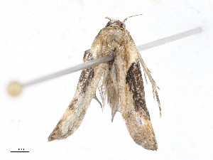  ( - CBG-A10819-H01)  @11 [ ] CreativeCommons - Attribution Share - Alike (2023) CBG Photography Group Centre for Biodiversity Genomics