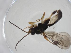  ( - CBG-A11696-C05)  @11 [ ] CreativeCommons - Attribution Share - Alike (2023) Centre for Biodiversity Genomics Centre for Biodiversity Genomics