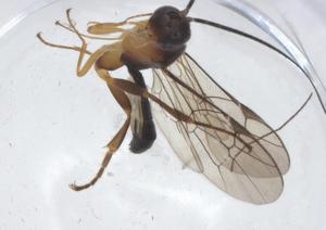  (Chilocyrtus Malasie9455 - CBG-A11697-F09)  @11 [ ] CreativeCommons - Attribution Share - Alike (2023) Centre for Biodiversity Genomics Centre for Biodiversity Genomics