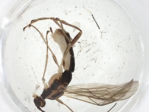  (Aleiodes Malaise1496 - CBG-A11780-A01)  @11 [ ] CreativeCommons - Attribution Share - Alike (2023) Centre for Biodiversity Genomics Centre for Biodiversity Genomics