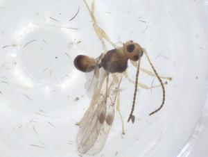  ( - CBG-A11781-C04)  @11 [ ] CreativeCommons - Attribution Share - Alike (2023) Centre for Biodiversity Genomics Centre for Biodiversity Genomics