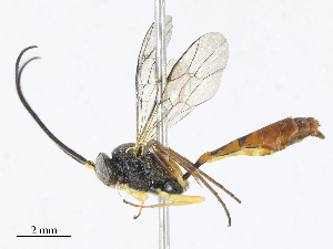  ( - CBG-A13193-C07)  @11 [ ] CreativeCommons - Attribution Share - Alike (2023) CBG Photography Group Centre for Biodiversity Genomics