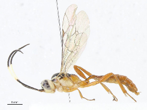  ( - CBG-A13193-C09)  @11 [ ] CreativeCommons - Attribution Share - Alike (2023) CBG Photography Group Centre for Biodiversity Genomics