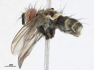  (Lixophaga Malaise0111 - CBG-A13193-E02)  @11 [ ] CreativeCommons - Attribution Share - Alike (2023) CBG Photography Group Centre for Biodiversity Genomics