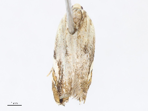  ( - CBG-A13193-F10)  @11 [ ] CreativeCommons - Attribution Share - Alike (2023) CBG Photography Group Centre for Biodiversity Genomics