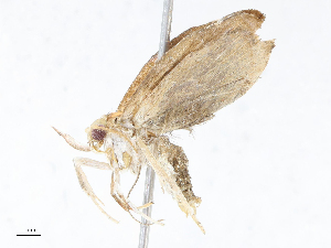  ( - CBG-A13196-G12)  @11 [ ] CreativeCommons - Attribution Share - Alike (2023) CBG Photography Group Centre for Biodiversity Genomics