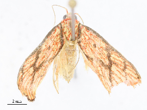  (depMalaise01 Malaise5634 - CBG-A13196-H03)  @11 [ ] CreativeCommons - Attribution Share - Alike (2023) CBG Photography Group Centre for Biodiversity Genomics