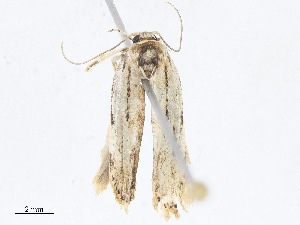  (Antaeotricha BioLep539 - CBG-A13197-B06)  @11 [ ] CreativeCommons - Attribution Share - Alike (2023) CBG Photography Group Centre for Biodiversity Genomics