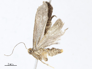  ( - CBG-A13197-F11)  @11 [ ] CreativeCommons - Attribution Share - Alike (2023) CBG Photography Group Centre for Biodiversity Genomics