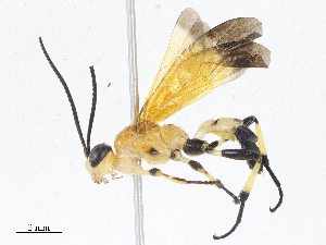  ( - CBG-A13198-A06)  @11 [ ] CreativeCommons - Attribution Share - Alike (2023) CBG Photography Group Centre for Biodiversity Genomics