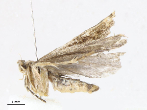  ( - CBG-A13198-F06)  @11 [ ] CreativeCommons - Attribution Share - Alike (2023) CBG Photography Group Centre for Biodiversity Genomics