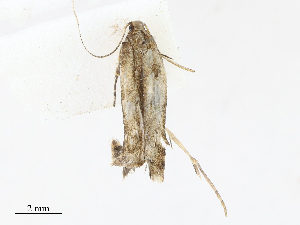  ( - CBG-A13198-F07)  @11 [ ] CreativeCommons - Attribution Share - Alike (2023) CBG Photography Group Centre for Biodiversity Genomics