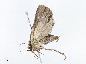  ( - CBG-A13199-H04)  @11 [ ] CreativeCommons - Attribution Share - Alike (2023) CBG Photography Group Centre for Biodiversity Genomics