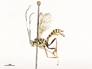  ( - CBG-A51984-F06)  @11 [ ] CreativeCommons - Attribution Share - Alike (2024) CBG Photography Group Centre for Biodiversity Genomics