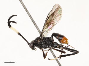  ( - CBG-A51984-H03)  @11 [ ] CreativeCommons - Attribution Share - Alike (2024) CBG Photography Group Centre for Biodiversity Genomics