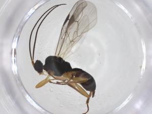  ( - CBG-A52389-G09)  @11 [ ] CreativeCommons - Attribution Share - Alike (2024) Centre for Biodiversity Genomics Centre for Biodiversity Genomics