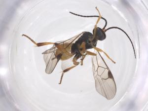  (Hypomicrogaster Malaise7101 - CBG-A52390-H02)  @11 [ ] CreativeCommons - Attribution Share - Alike (2024) Centre for Biodiversity Genomics Centre for Biodiversity Genomics