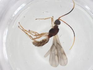  ( - CBG-A52415-B02)  @11 [ ] CreativeCommons - Attribution Share - Alike (2024) Centre for Biodiversity Genomics Centre for Biodiversity Genomics