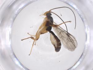  ( - CBG-A53078-E03)  @11 [ ] CreativeCommons - Attribution Share - Alike (2024) Centre for Biodiversity Genomics Centre for Biodiversity Genomics