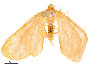  (Eubaphe Malaiase9540 - CBG-A54425-A05)  @11 [ ] CreativeCommons - Attribution Share - Alike (2024) CBG Photography Group Centre for Biodiversity Genomics