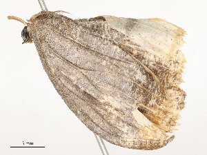 ( - CBG-A54425-B12)  @11 [ ] CreativeCommons - Attribution Share - Alike (2024) CBG Photography Group Centre for Biodiversity Genomics