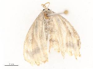  ( - CBG-A54425-C05)  @11 [ ] CreativeCommons - Attribution Share - Alike (2024) CBG Photography Group Centre for Biodiversity Genomics