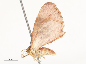  ( - CBG-A54425-D03)  @11 [ ] CreativeCommons - Attribution Share - Alike (2024) CBG Photography Group Centre for Biodiversity Genomics