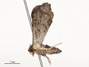  ( - CBG-A54425-D04)  @11 [ ] CreativeCommons - Attribution Share - Alike (2024) CBG Photography Group Centre for Biodiversity Genomics