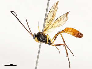  ( - CBG-A54425-G12)  @11 [ ] CreativeCommons - Attribution Share - Alike (2024) CBG Photography Group Centre for Biodiversity Genomics