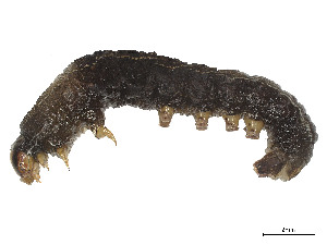  ( - CBG-A54425-H11)  @11 [ ] CreativeCommons - Attribution (2024) CBG Photography Group Centre for Biodiversity Genomics