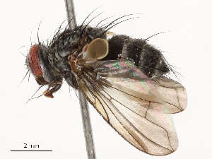  (Lixophaga Malaise5735 - CBG-A54426-C07)  @11 [ ] CreativeCommons - Attribution Share - Alike (2024) CBG Photography Group Centre for Biodiversity Genomics