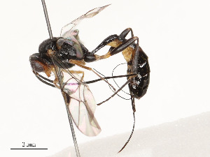  (Trathala Malaise1174 - CBG-A54427-F02)  @11 [ ] CreativeCommons - Attribution Share - Alike (2024) CBG Photography Group Centre for Biodiversity Genomics