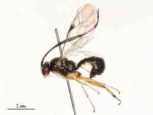  (Mesochorus Malaise2646 - CBG-A54427-F04)  @11 [ ] CreativeCommons - Attribution Share - Alike (2024) CBG Photography Group Centre for Biodiversity Genomics
