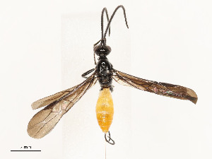  ( - CBG-A54427-F09)  @11 [ ] CreativeCommons - Attribution Share - Alike (2024) CBG Photography Group Centre for Biodiversity Genomics