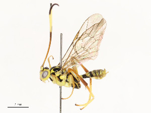  ( - CBG-A54427-G11)  @11 [ ] CreativeCommons - Attribution Share - Alike (2024) CBG Photography Group Centre for Biodiversity Genomics